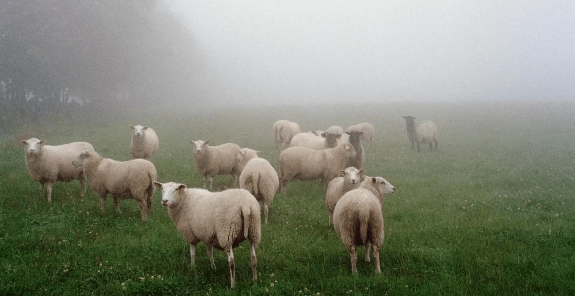 KASTHALL wool